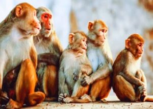 15 बंदरो के शव मिलने से मचा हड़कंप- अधिकारियों ने दर्ज कराया मुकदमा- जांच शुरू