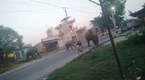 हाथी ने साइकिल सवार पर किया हमला- आबादी क्षेत्र में फिर बढ़ने लगी जंगली हाथियों की दस्तक- वीडियो सोशल मीडिया पर हुआ वायरल
