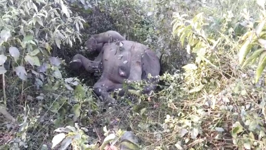 ट्रेन की चपेट में आने से नर हाथी की मौत- हाथी का बच्चा  घायल