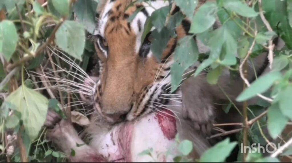 बाघिन ने किया बंदर का शिकार- कैमरे में कैद हुआ दुर्लभ दृश्य, देखे वीडियों