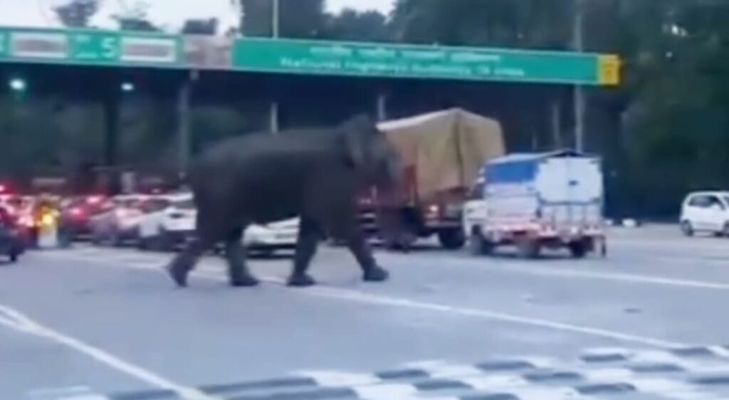 अचानक टोल प्लाजा पर आ धमके गजराज- गाड़ी पलटने की कोशिश- वीडियो वारयल